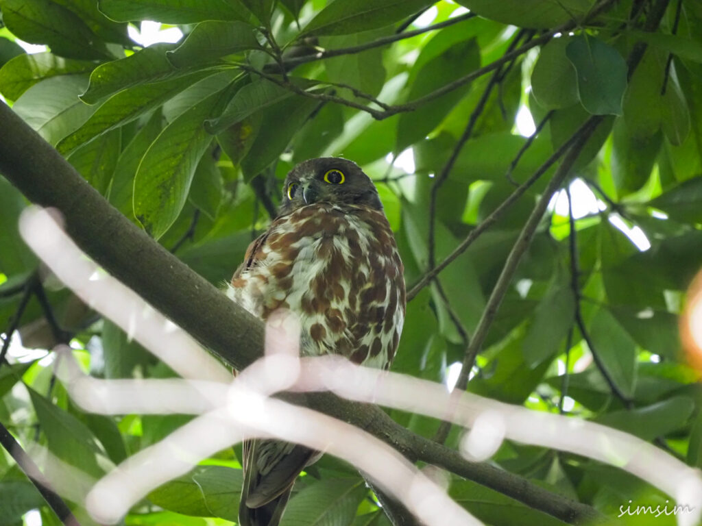 アオバズク東京