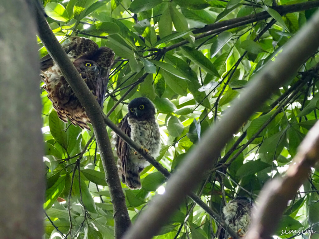 アオバズク東京