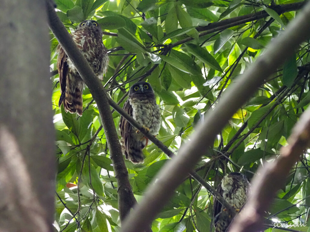 アオバズク東京
