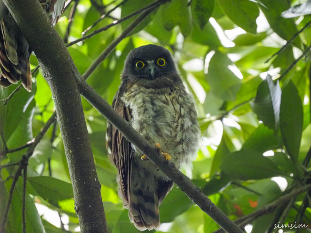 アオバズク東京
