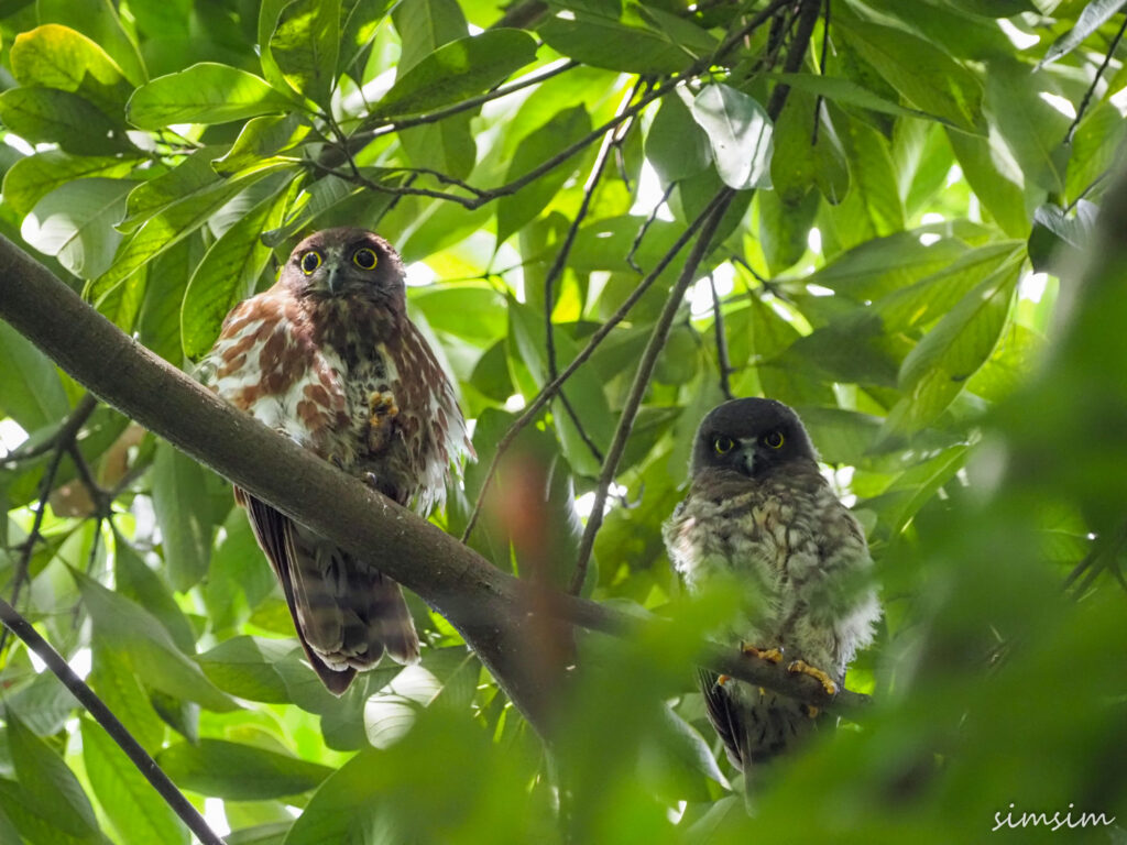 アオバズク東京