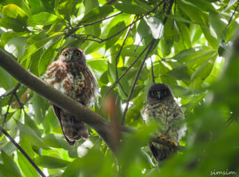 アオバズク東京