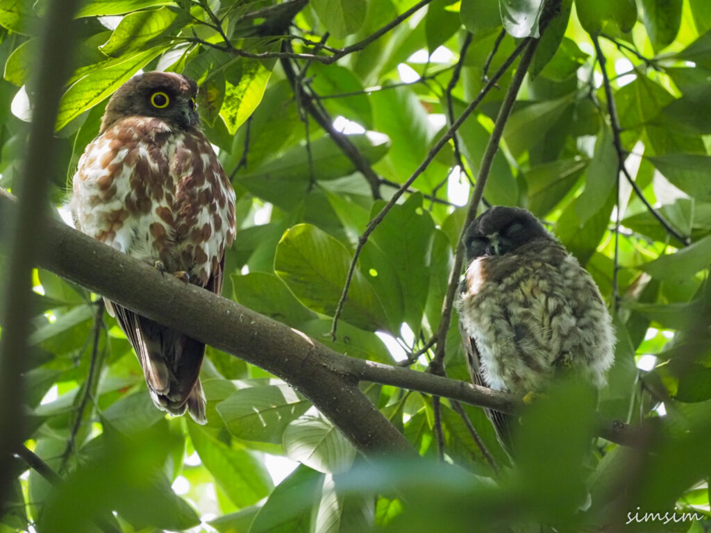 アオバズク東京
