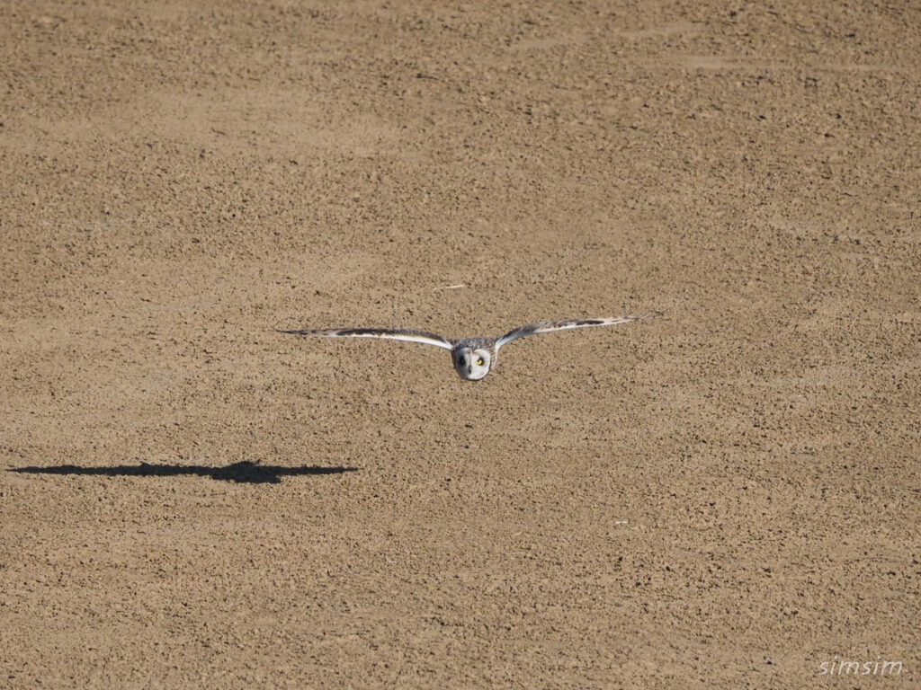 コミミズク埼玉県の河川敷