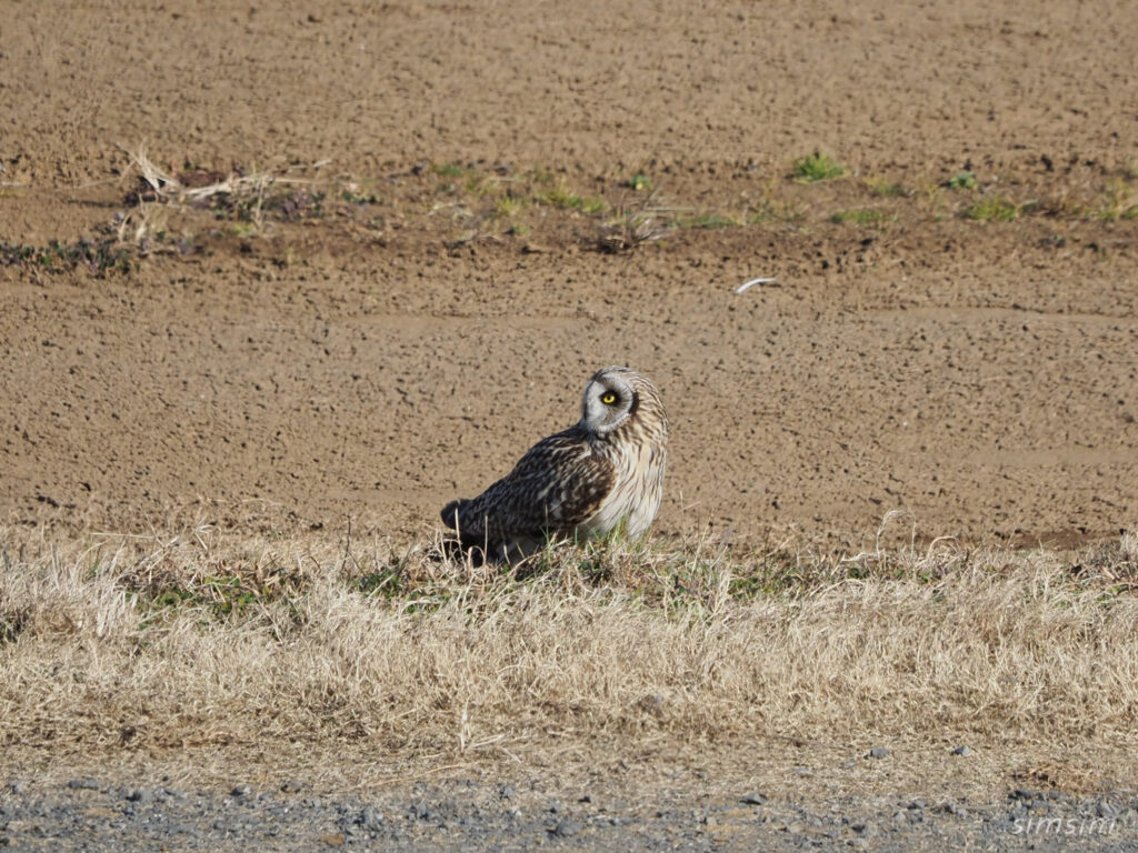 コミミズク埼玉県の河川敷