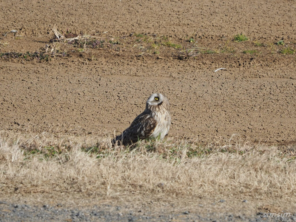 コミミズク埼玉県の河川敷