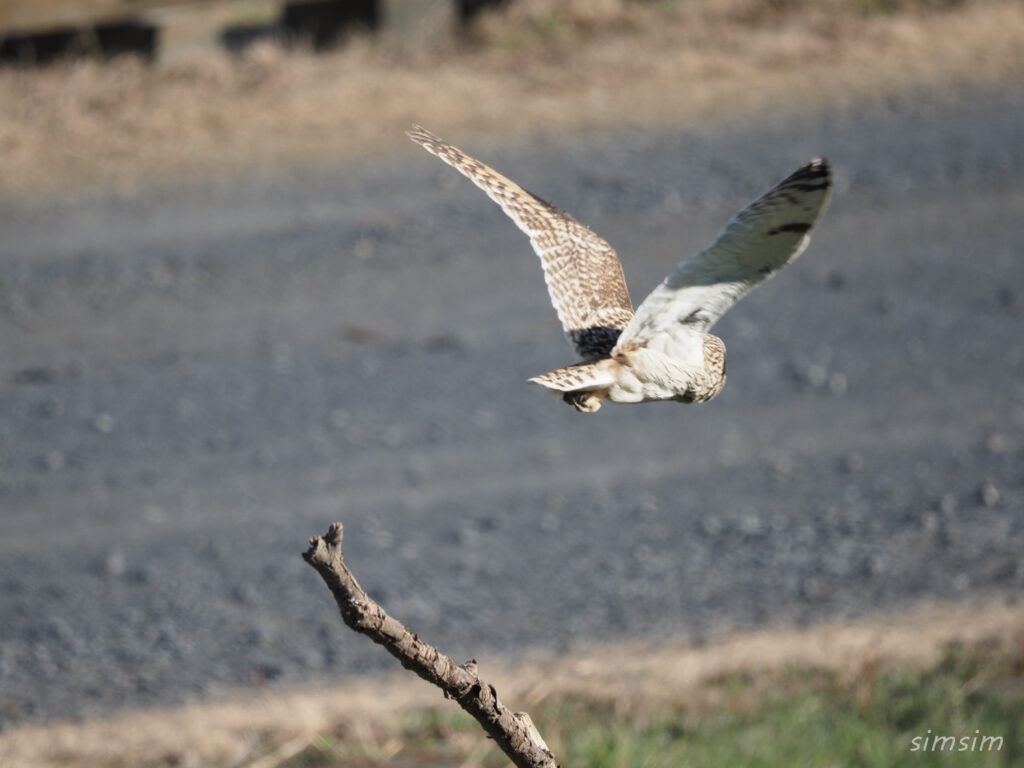 コミミズク埼玉県の河川敷