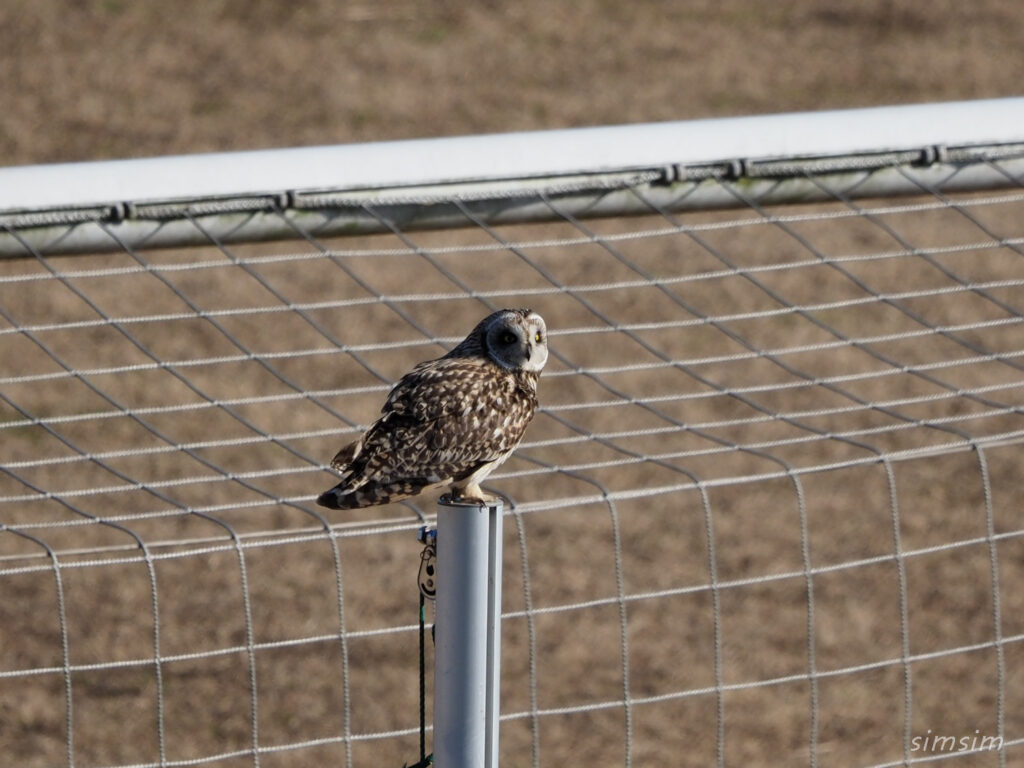 コミミズク埼玉県の河川敷
