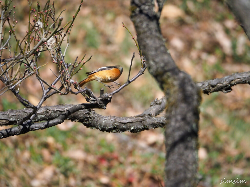 薬師池公園ジョウビタキ