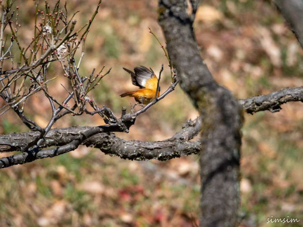 薬師池公園ジョウビタキ