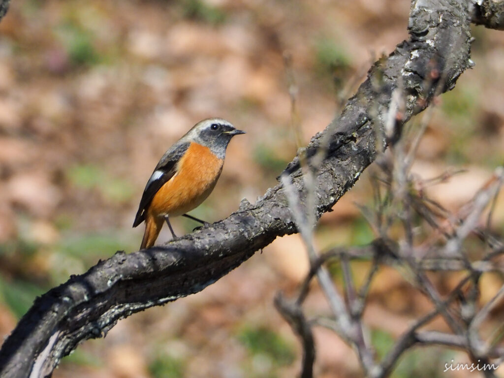 薬師池公園ジョウビタキ