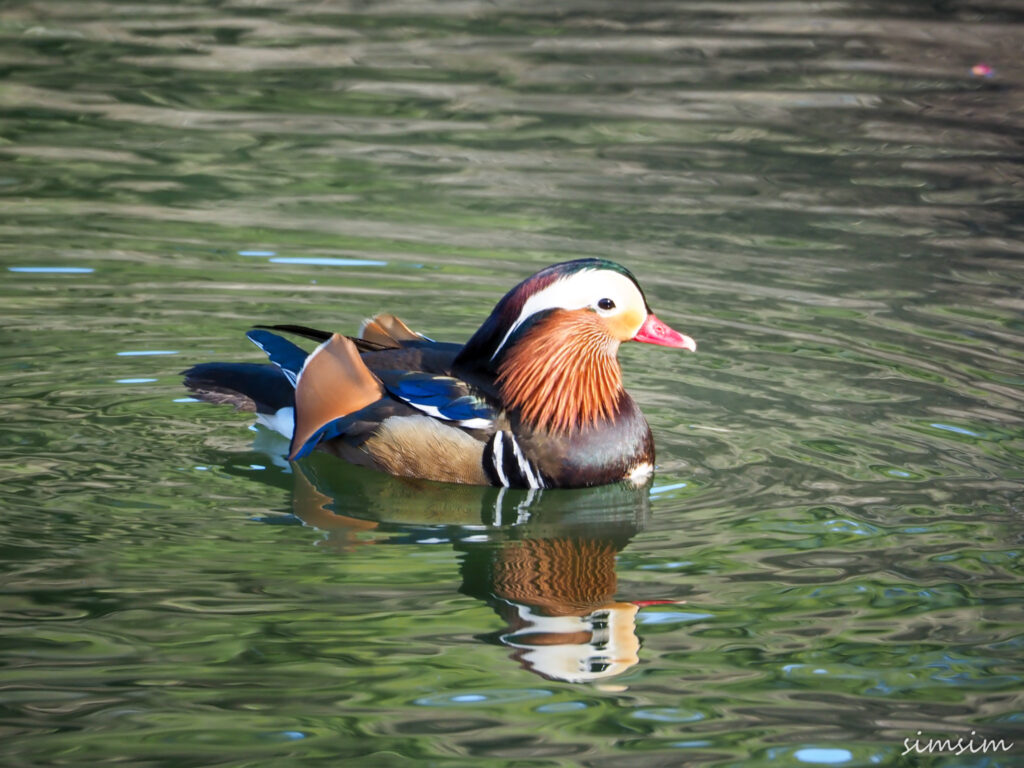 薬師池公園オシドリ