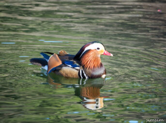 薬師池公園オシドリ