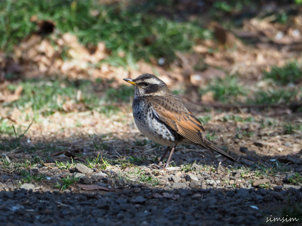 善福寺公園ツグミ