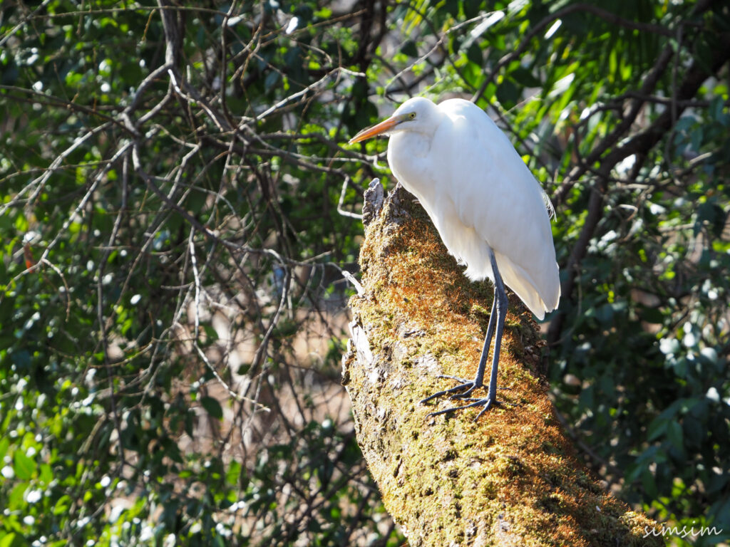 善福寺公園チュウサギ