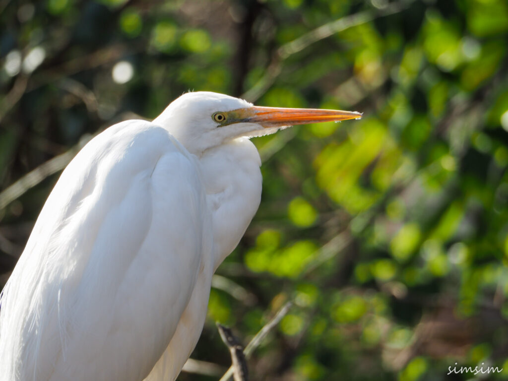 善福寺公園チュウサギ