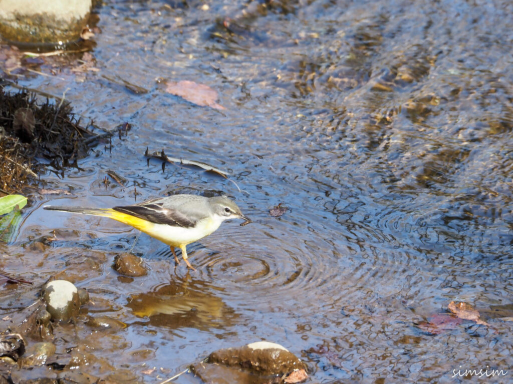 善福寺公園キセキレイ