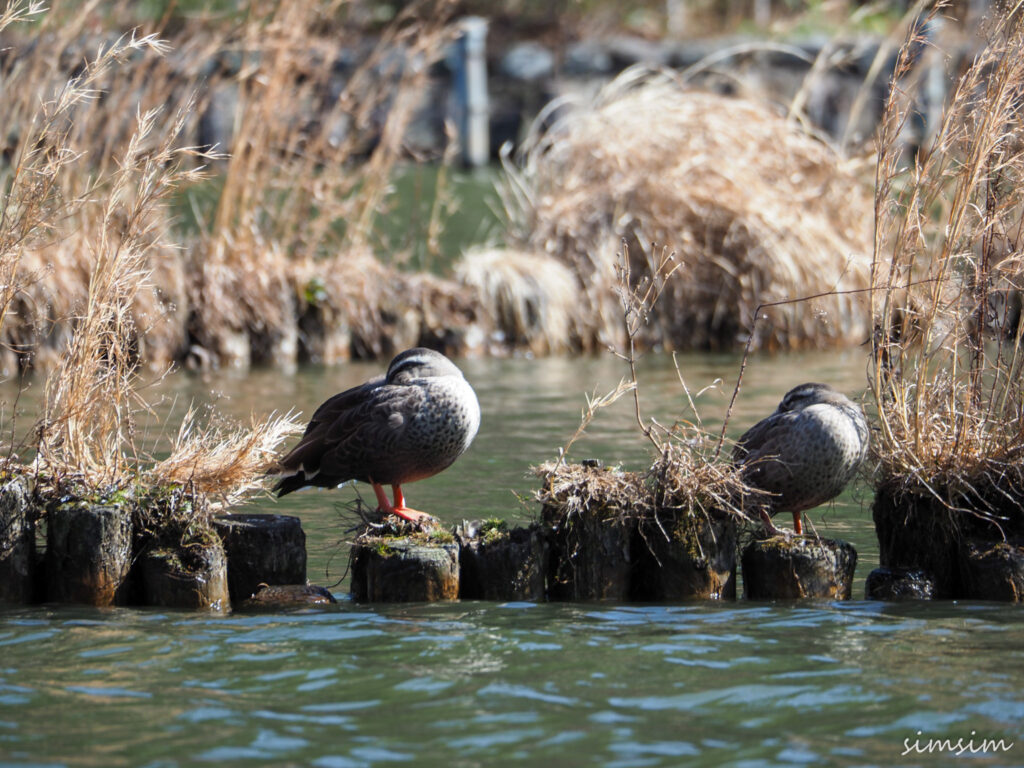 善福寺公園カルガモ