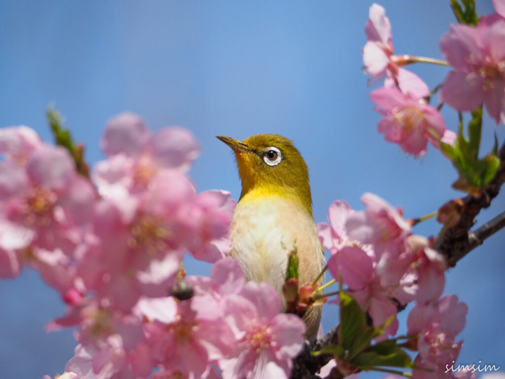 善福寺公園メジロ
