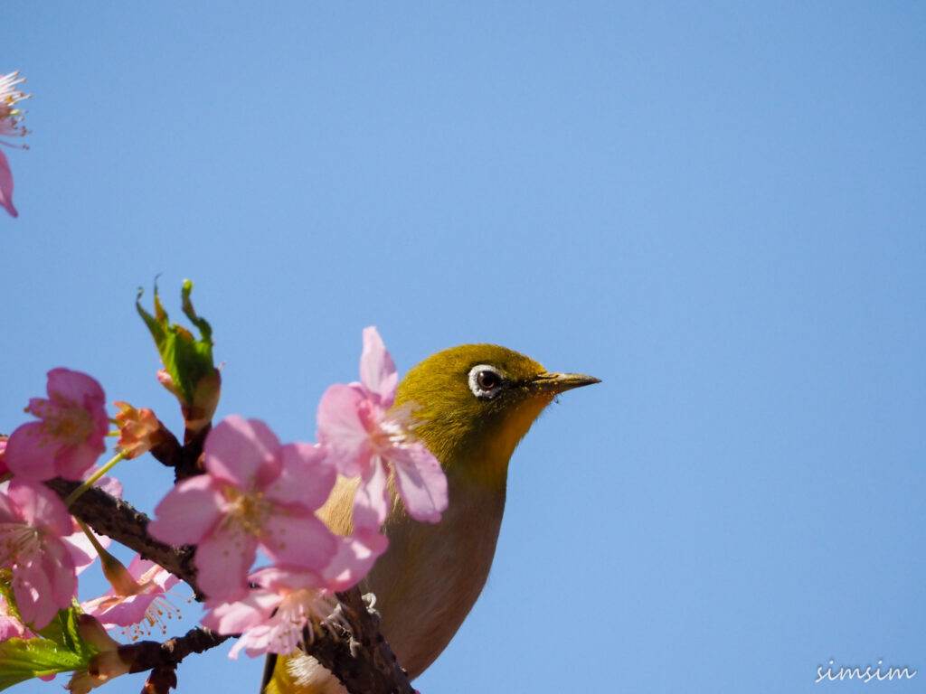 善福寺公園メジロ