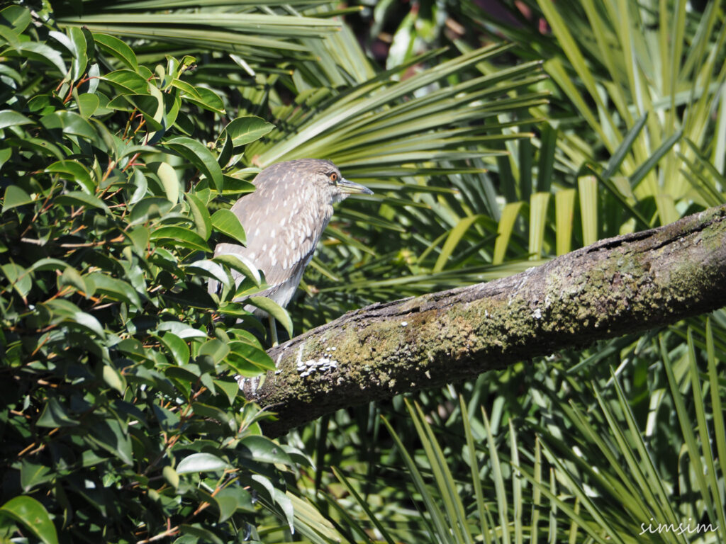 善福寺公園ホシゴイ