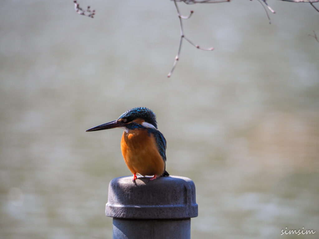 善福寺公園カワセミ