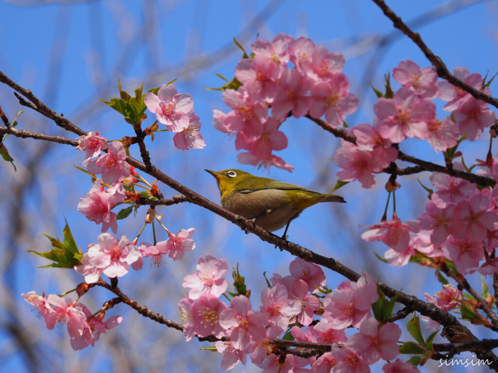 善福寺公園メジロ