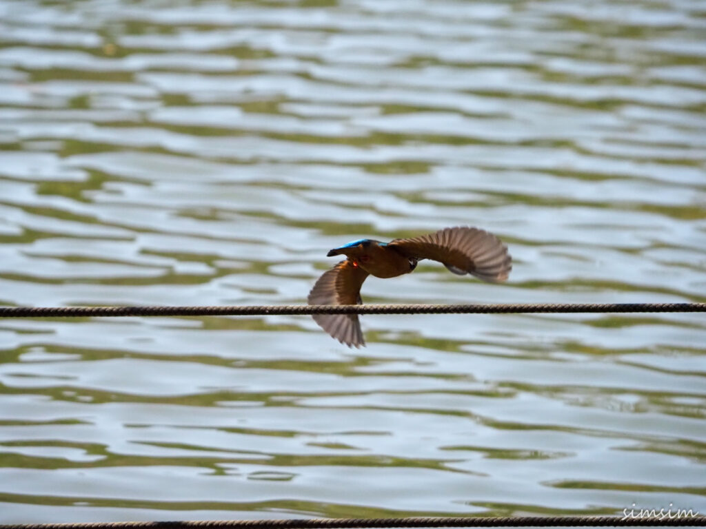 善福寺公園カワセミ