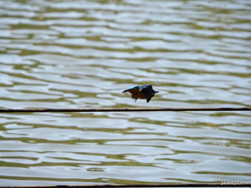 善福寺公園カワセミ