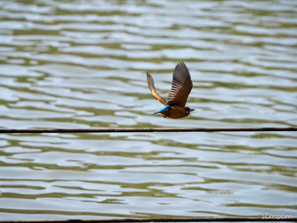 善福寺公園カワセミ