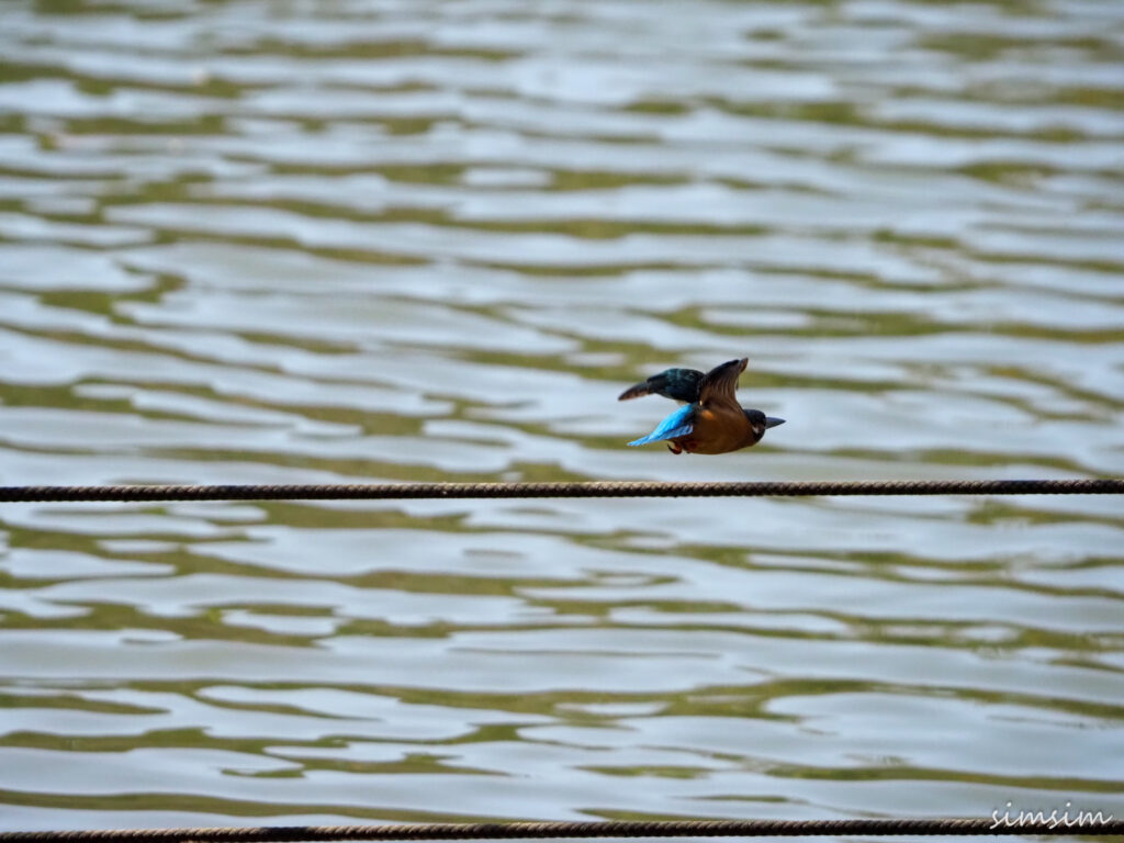善福寺公園カワセミ