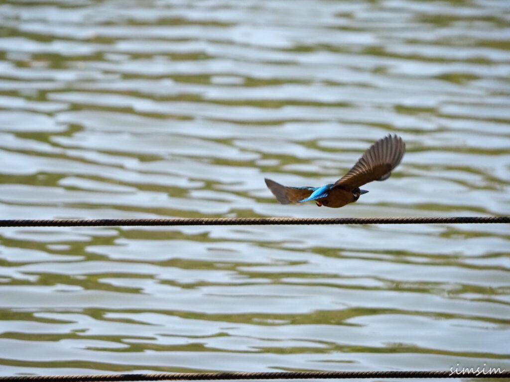 善福寺公園カワセミ