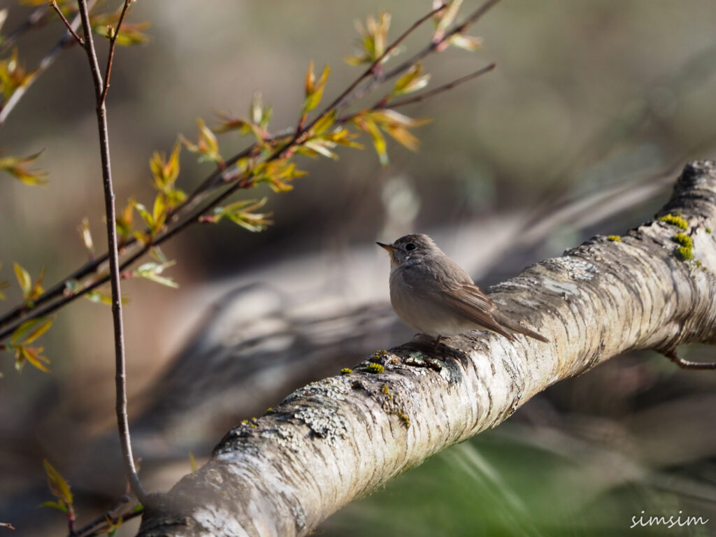 上高地コサメビタキ
