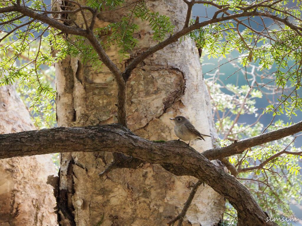 上高地コサメビタキ