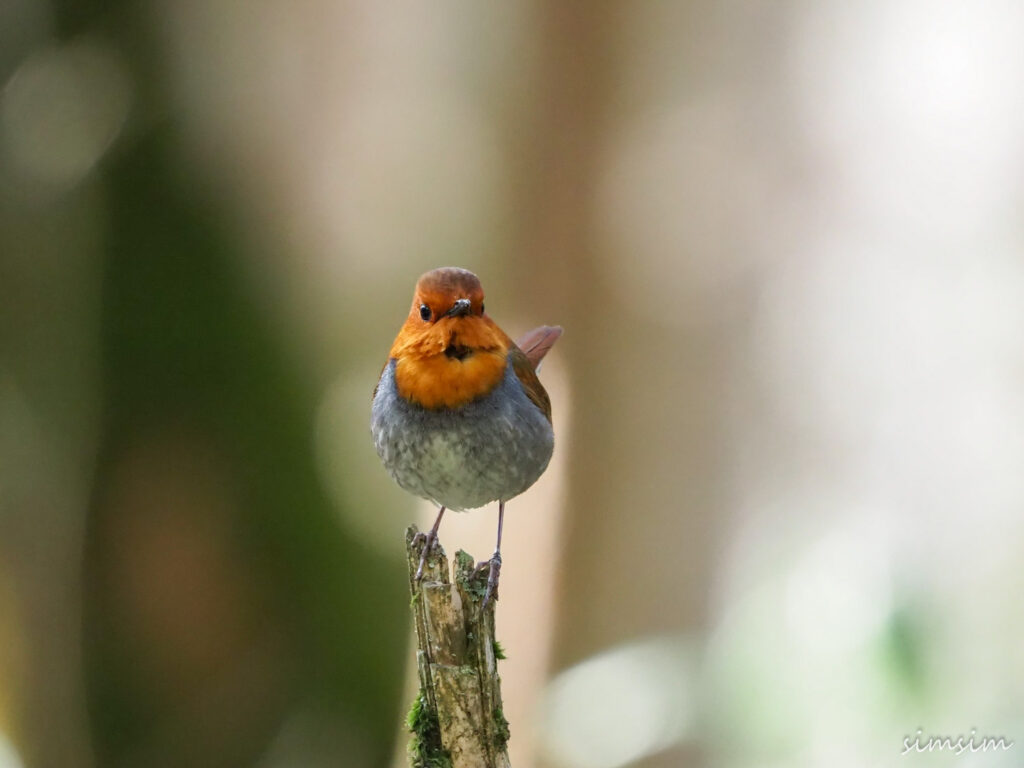 上高地コマドリ