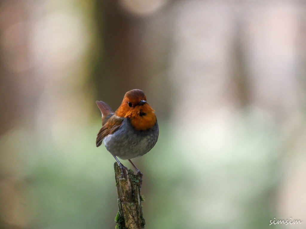 上高地コマドリ