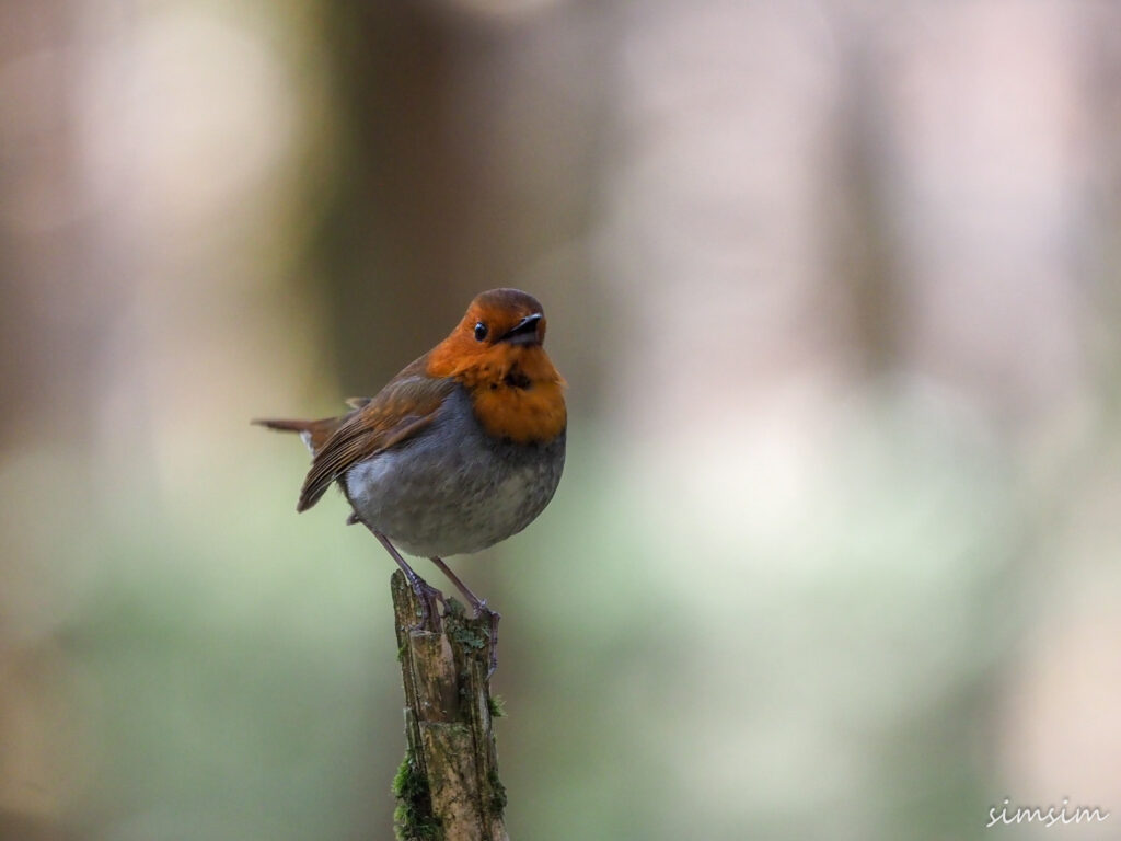 上高地コマドリ