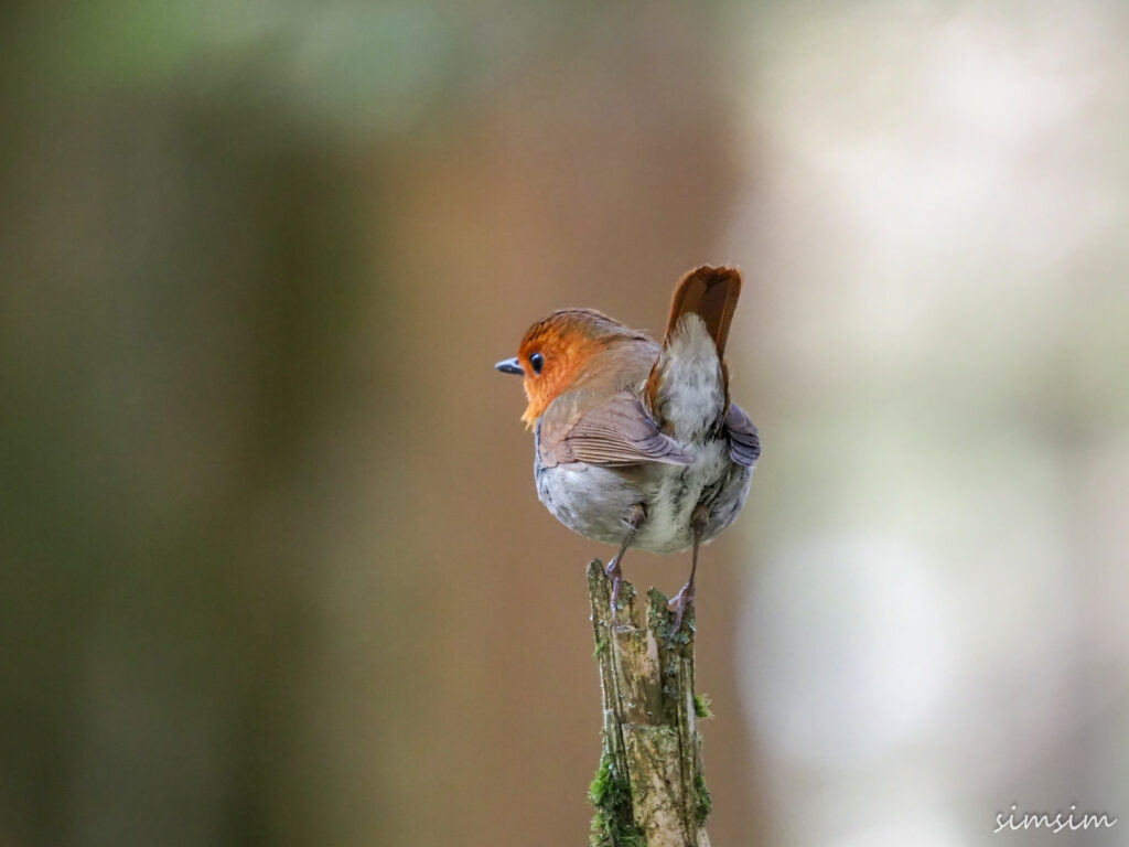 上高地コマドリ