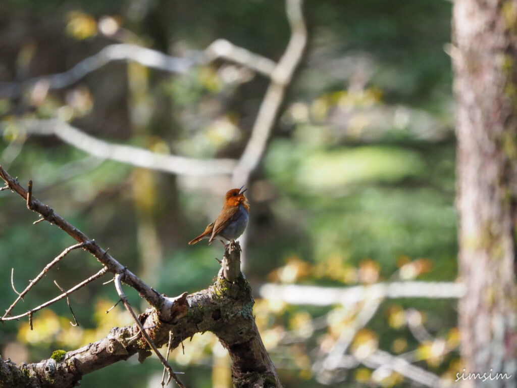 上高地コマドリ