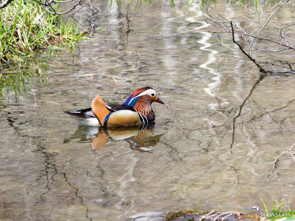 上高地オシドリ