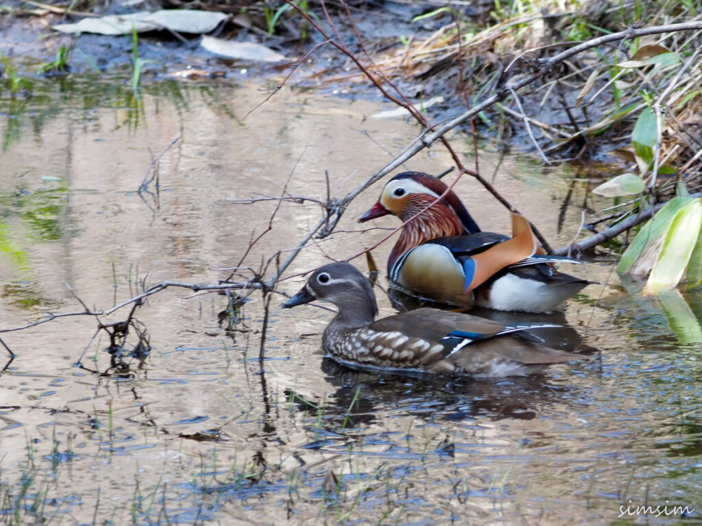 上高地オシドリ