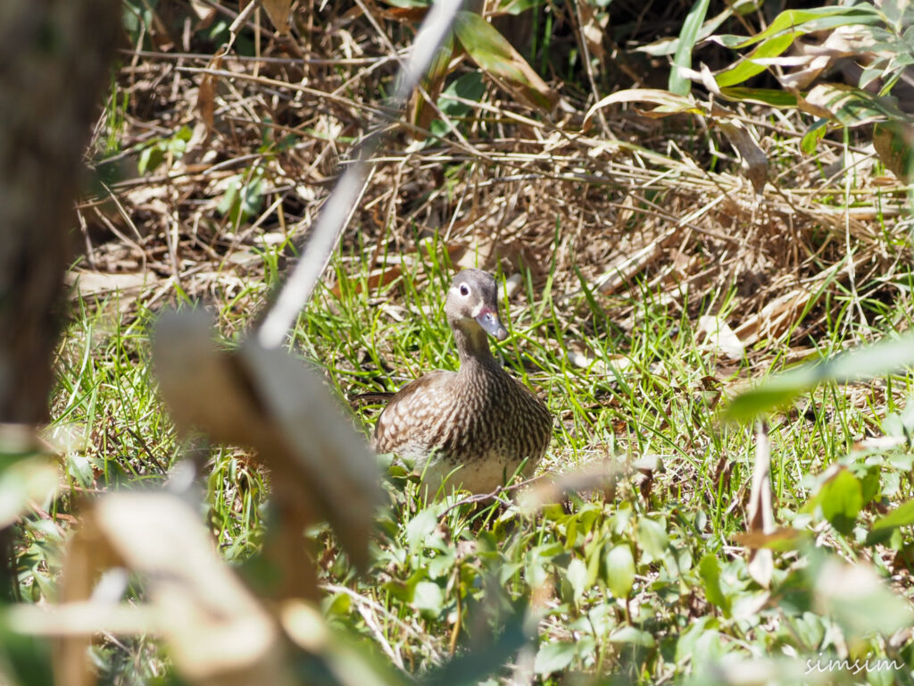 上高地オシドリ