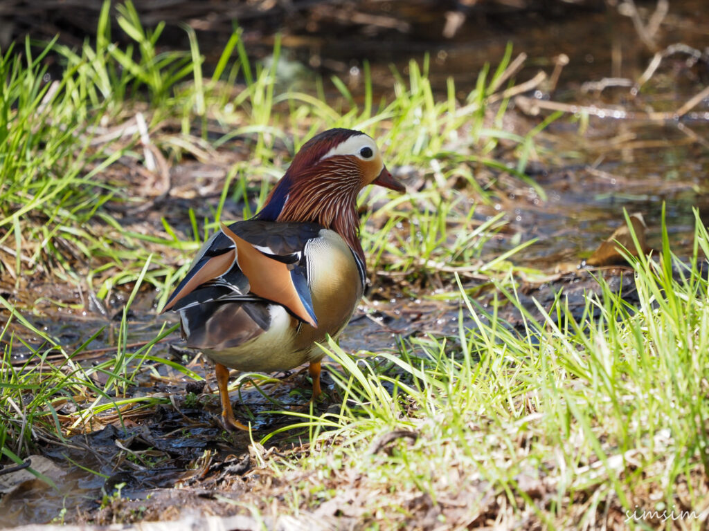 上高地オシドリ