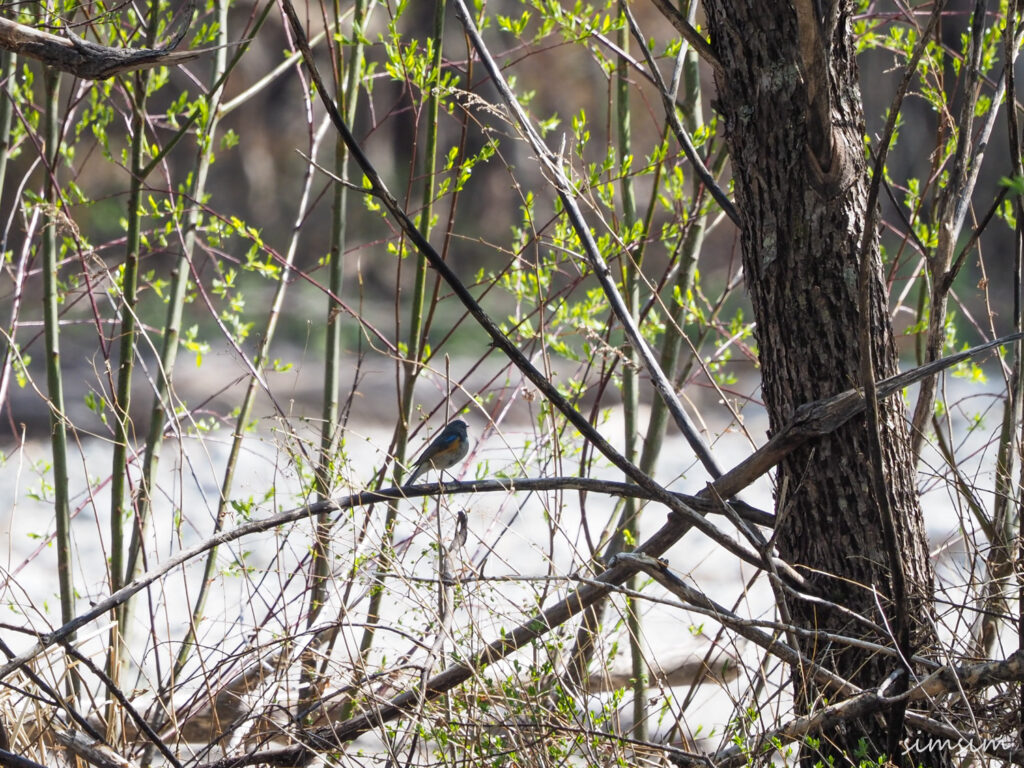 上高地ルリビタキ