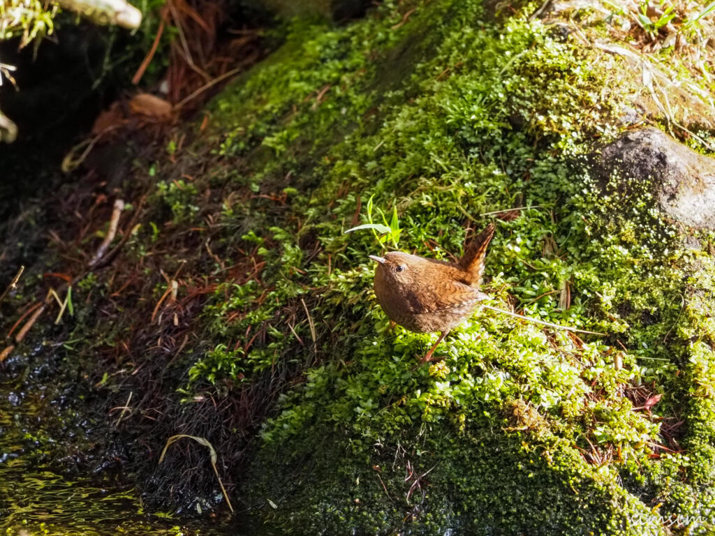 上高地ミソサザイ