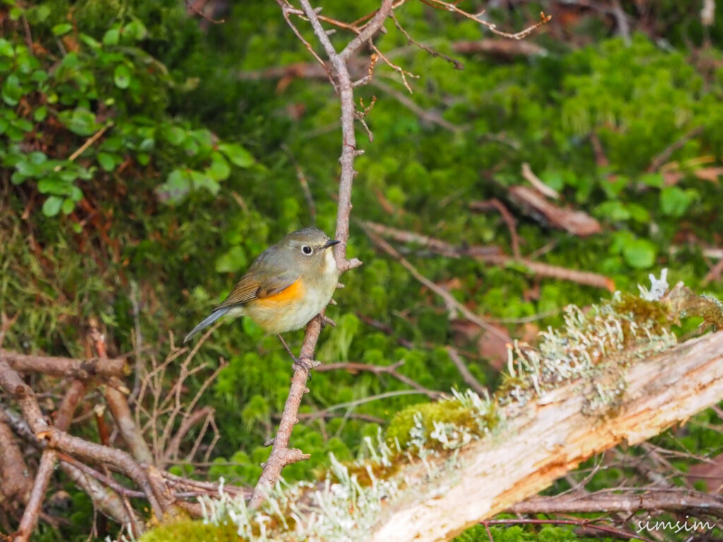 上高地ルリビタキ