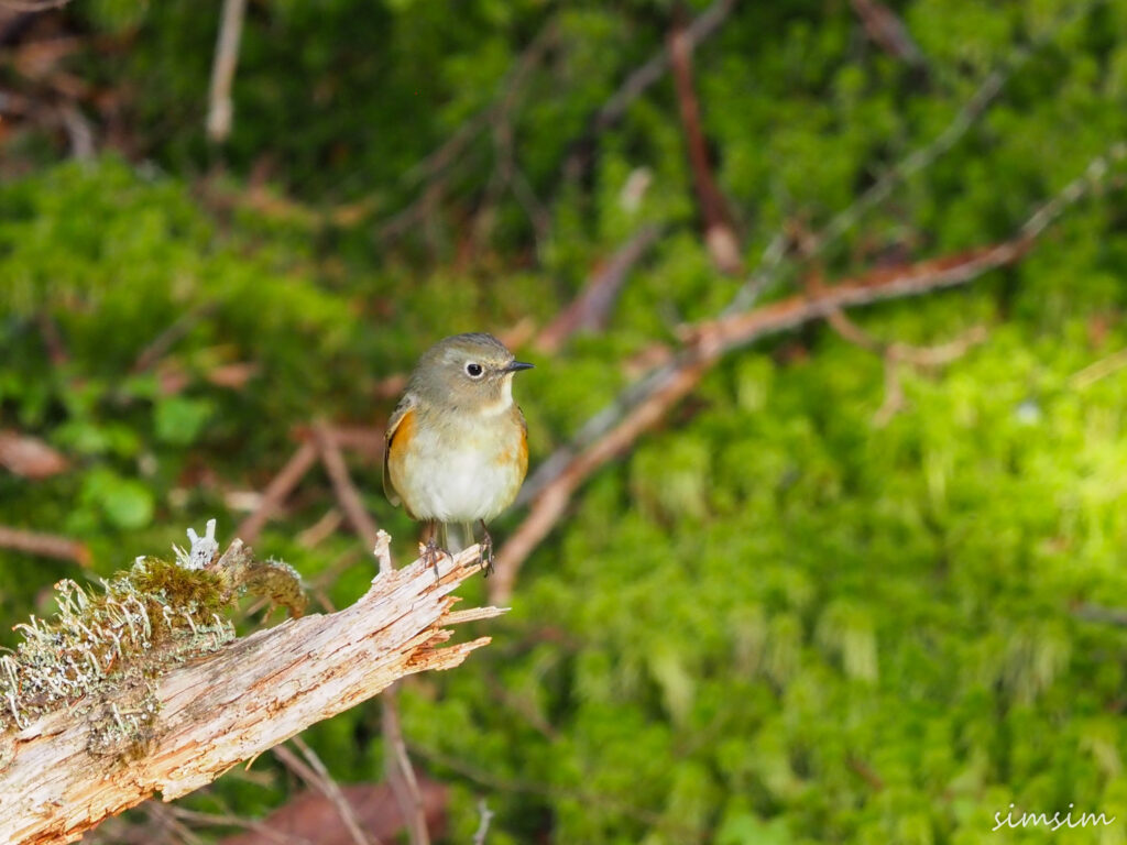 上高地ルリビタキ