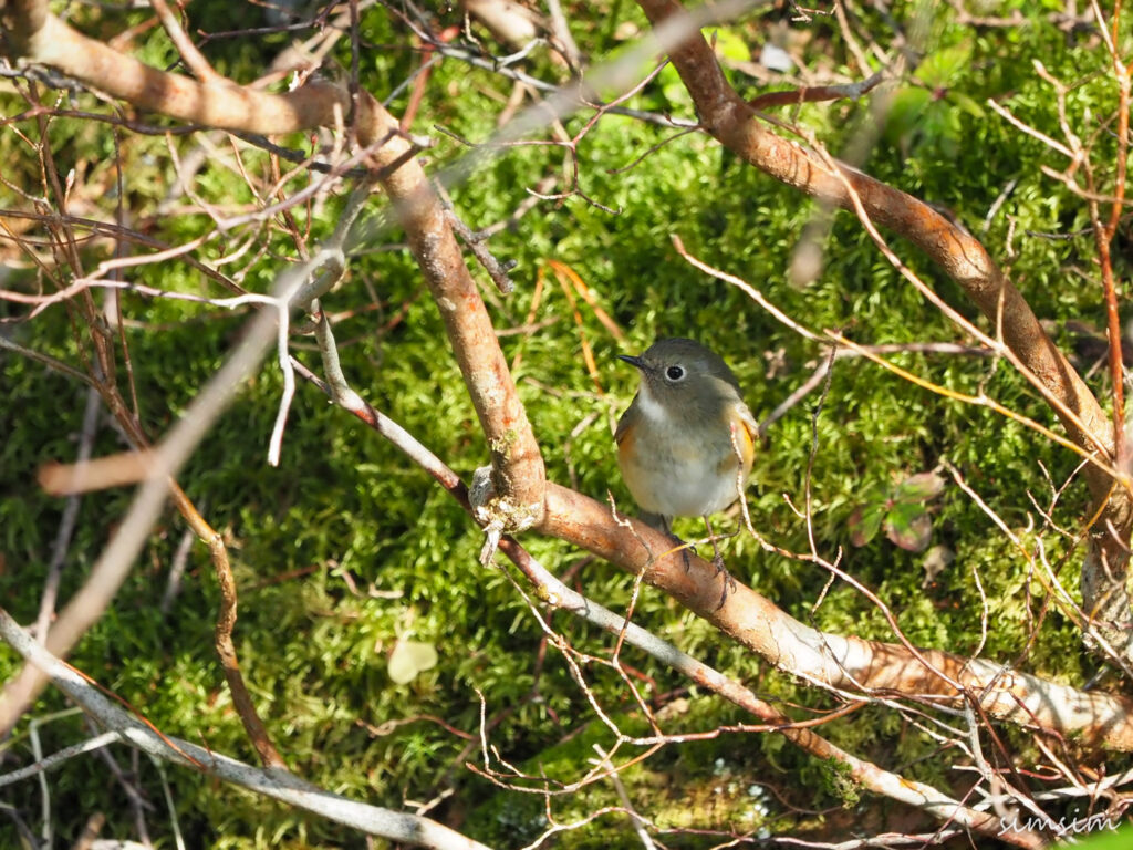 上高地ルリビタキ
