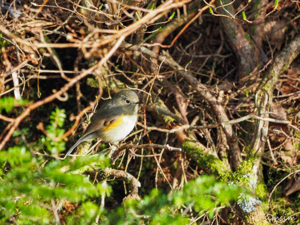 上高地ルリビタキ