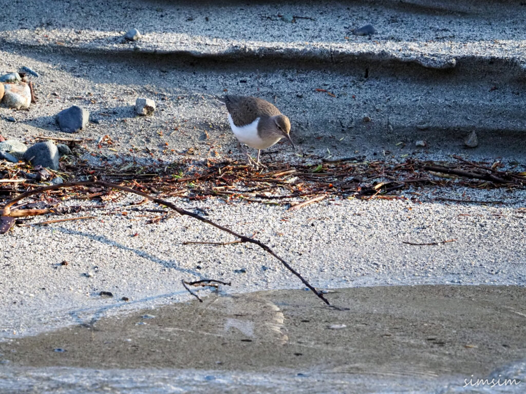 上高地イソシギ